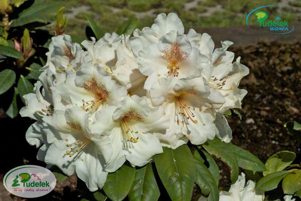 Rhododendron Maharani